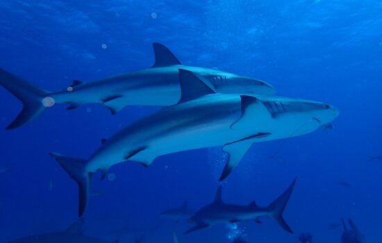 bahama-cruise-gallery (34)